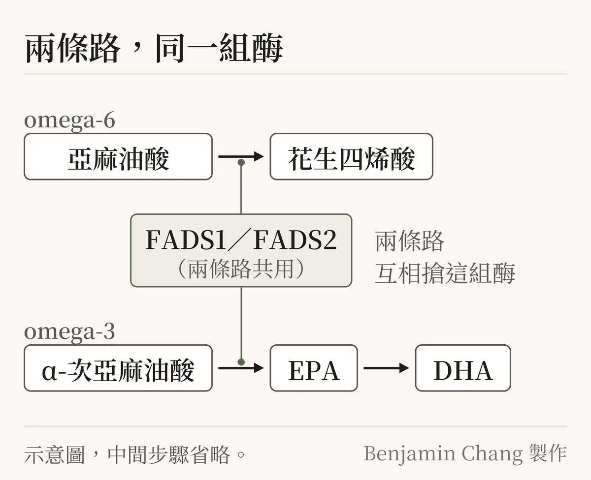 代謝路徑示意圖，淺色底，標題「兩條路，同一組酶」。上下兩條平行的箭頭路線：上排標 omega-6，亞麻油酸 → 花生四烯酸；下排標 omega-3，α-次亞麻油酸 → EPA → DHA。兩排之間一個方框「FADS1／FADS2（兩條路共用）」，用線同時連到上下兩排的第一個箭頭，旁邊小字「兩條路，互相搶這組酶」。圖下小字「示意圖，中間步驟省略」。圖上沒有任何數字。右下角標「Benjamin Chang 製作」。