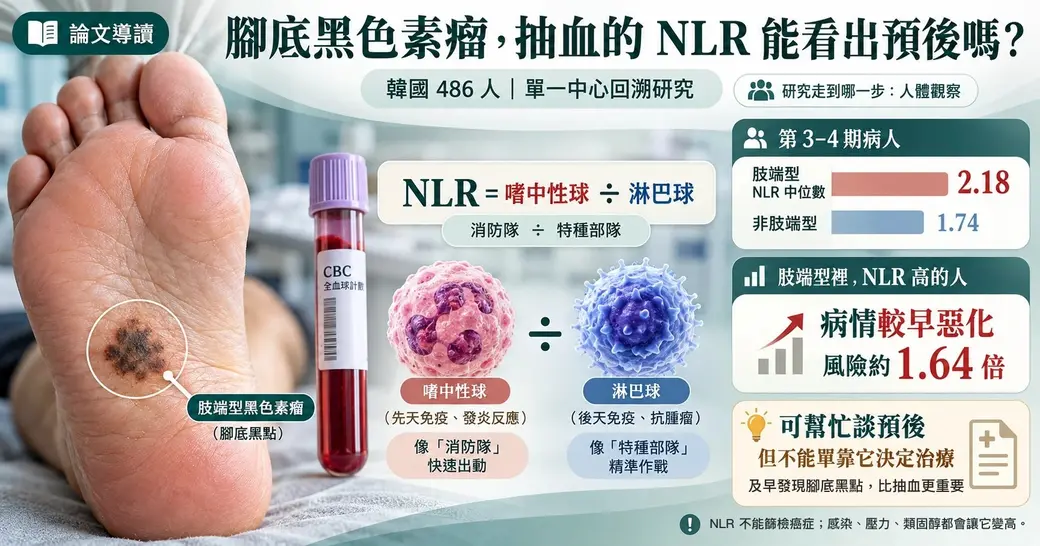 橫式資訊圖。左邊是腳底，中段有一塊深褐色、顏色不均的斑，標示「肢端型黑色素瘤（腳底黑點）」，旁邊一支紫色蓋的全血球計數採血管。中間寫 NLR＝嗜中性球÷淋巴球，比喻成消防隊與特種部隊。右邊列出第 3–4 期病人的 NLR 中位數：肢端型 2.18、非肢端型 1.74；肢端型裡 NLR 高的人病情較早惡化，風險約 1.64 倍；可幫忙談預後，但不能單靠它決定治療，及早發現腳底黑點比抽血更重要。最下面註明 NLR 不能篩檢癌症，感染、壓力、類固醇都會讓它變高。