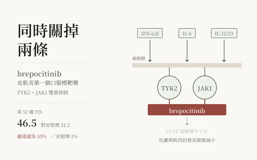 Brepocitinib 同時抑制 TYK2 與 JAK1，阻斷 IFN-α/β、IL-6、IL-12/23 三條細胞激素訊號。