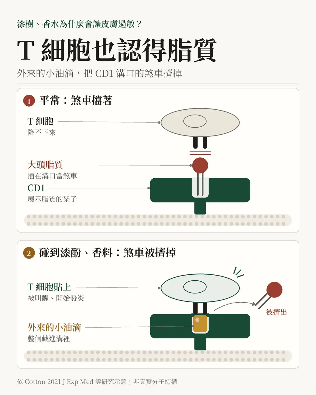 排版式封面。左邊一個淺色的 U 形溝槽代表皮膚免疫細胞表面的 CD1a，溝口立著一根頂著大頭的脂質；右邊一滴小小的油滑進溝底，把那根大頭脂質擠出溝外。畫面上沒有任何療效數字。