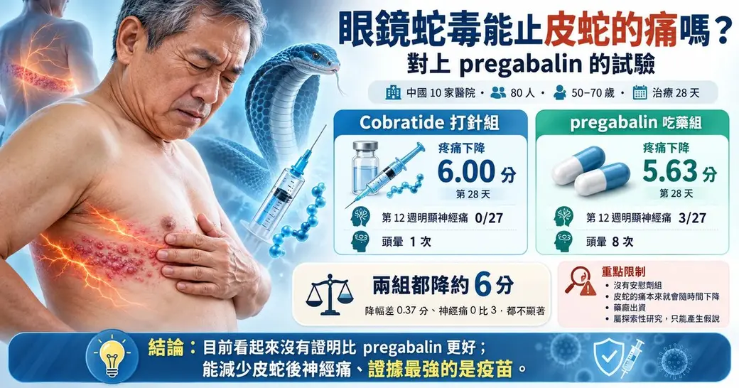 自製衛教示意圖（AI 生成，人物非真實病人）。左邊一位上身赤裸的年長男性皺眉按著右胸，右胸到側腹有一條帶狀紅疹，旁邊是一條藍色眼鏡蛇、針筒與藥瓶。右邊標題「眼鏡蛇毒能止皮蛇的痛嗎？對上 pregabalin 的試驗」，兩張數據卡並排：Cobratide 打針組第 28 天疼痛下降 6.00 分、第 12 週明顯神經痛 0/27、頭暈 1 次；pregabalin 吃藥組 5.63 分、3/27、8 次。下方寫兩組都降約 6 分、降幅差 0.37 分與神經痛 0 比 3 都不顯著，重點限制四條，結論是能減少皮蛇後神經痛、證據最強的是疫苗。