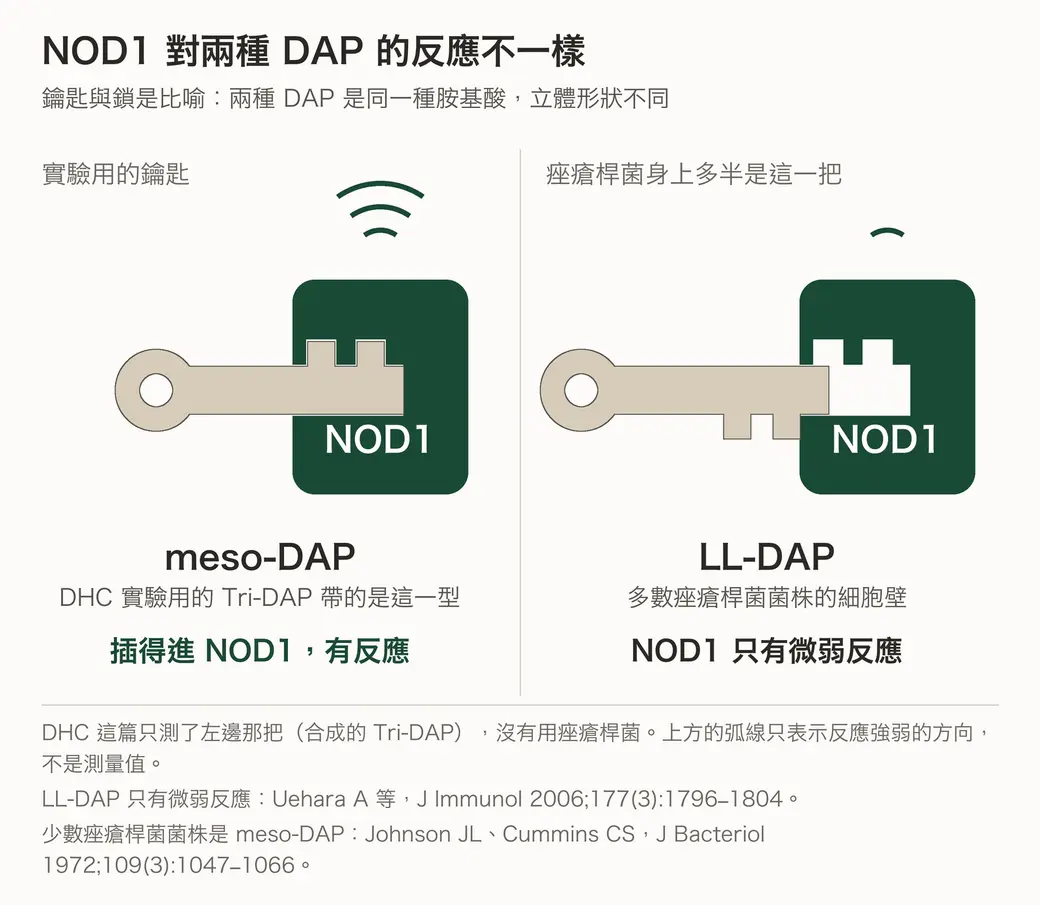 兩把鑰匙與同一個 NOD1 鎖的對照圖。左邊 meso-DAP（DHC 實驗用的 Tri-DAP 帶的是這一型）整把插進鎖，上方三道弧線，寫「插得進 NOD1，有反應」；右邊 LL-DAP（多數痤瘡桿菌菌株的細胞壁）只插進一小段，上方一道細弧，寫「NOD1 只有微弱反應」。圖下註明 DHC 這篇只測了左邊那把、沒有用痤瘡桿菌，並列出兩筆出處。