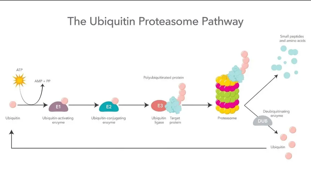 英文示意圖，標題 The Ubiquitin Proteasome Pathway，由左至右畫出泛素經 E1、E2、E3 酵素接上目標蛋白，送進蛋白酶體分解成小胜肽的流程。