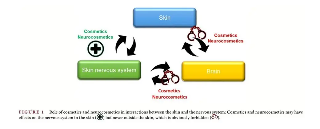 期刊示意圖，三個方塊分別寫著 Skin、Skin nervous system、Brain，之間以箭頭連接並標註 Cosmetics／Neurocosmetics 的作用位置，下方是英文圖說。