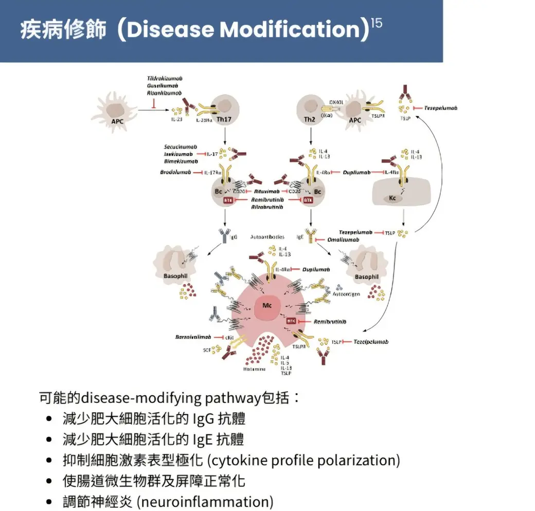投影片翻拍，藍色標題條寫著疾病修飾，上半是肥大細胞與各類免疫細胞的訊號網絡圖並標出多種藥物作用點，下半條列五項可能的疾病修飾路徑。