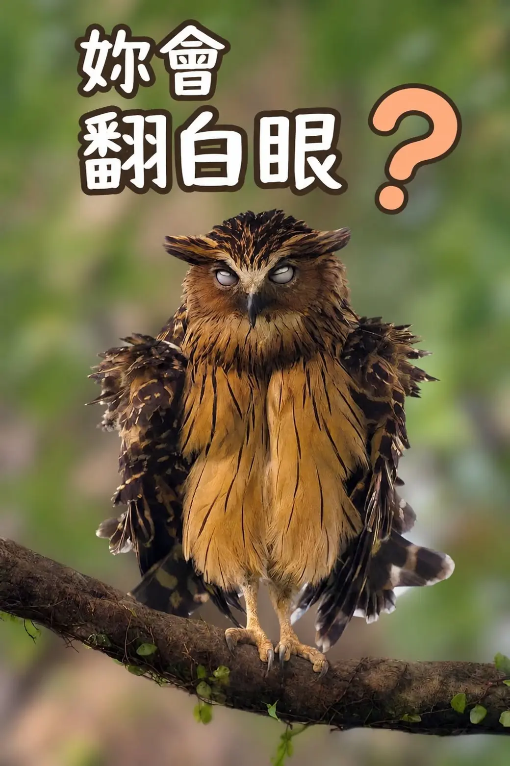 一隻站在樹枝上、眼睛往上翻的貓頭鷹，上方寫著「妳會翻白眼？」。