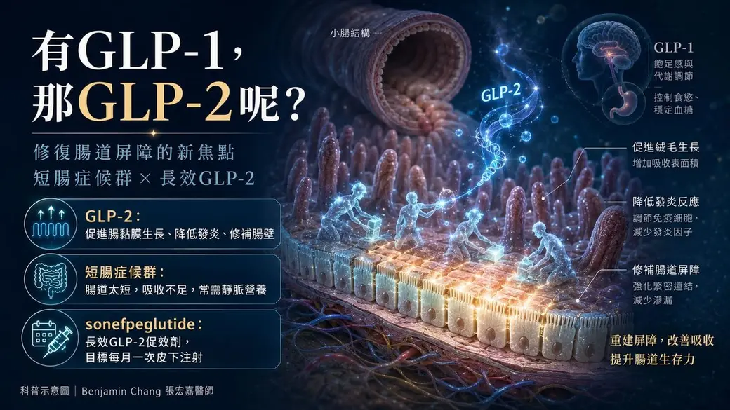 自製科普示意圖，深色背景中是放大的小腸絨毛與腸壁結構，右上角連到腦部與 GLP-1、GLP-2 的標示，左側以三個方塊說明 GLP-2 的作用、短腸症候群與長效促效劑。