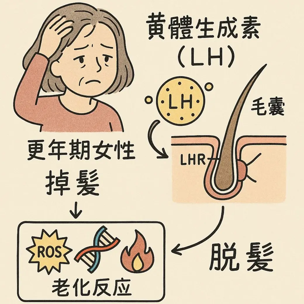 手繪風格圖卡，左邊是一位摸著頭髮的更年期女性，右邊是毛囊剖面與 LH 受體的標示，箭頭連向下方寫著「老化反應」的方框，裡面有活性氧、DNA 與火焰圖示。