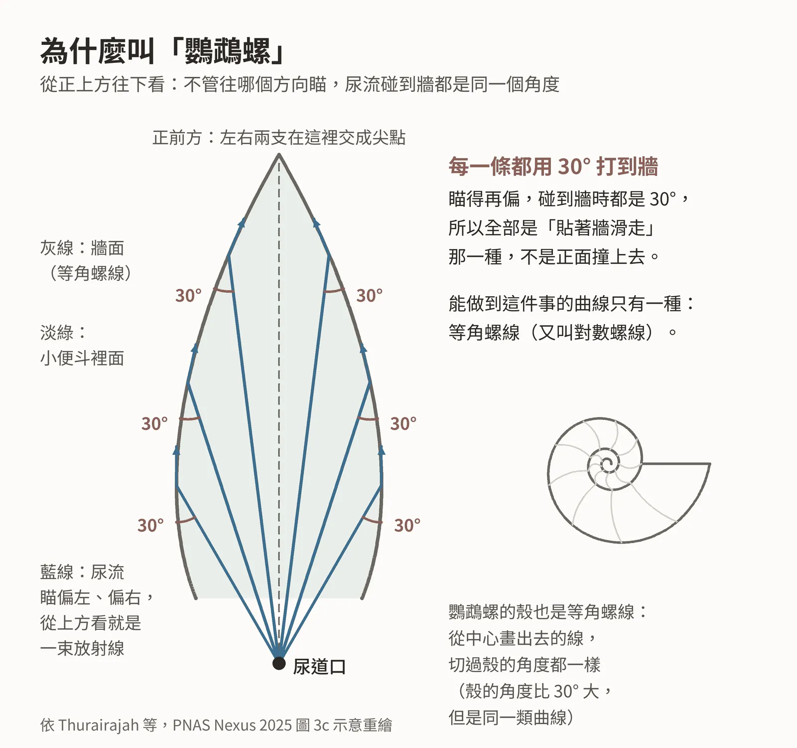 上視示意圖：中心一點代表尿道口，向前放射出六條虛線，代表瞄準時偏左偏右的尿流。左右各一條愈轉愈大的紅色螺線切過所有射線，每個交點標著同樣大小的 30 度角，兩條螺線在正前方交會成尖點。旁邊畫一個鸚鵡螺殼的輪廓，殼上的螺線與紅線是同一種曲線。