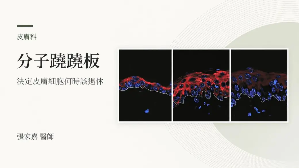 合成封面，左側是「分子蹺蹺板」標題文字，右側是三張皮膚組織的免疫螢光染色顯微照片，紅色標示角質形成細胞、藍色是細胞核。