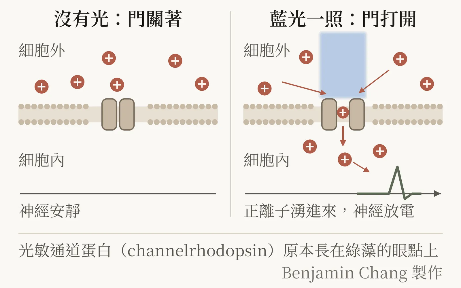示意圖：左邊是關著的光敏通道蛋白，細胞膜外排著帶正電的離子；右邊藍光照下來，通道打開，正離子湧進細胞，細胞放電，訊號沿著神經往下傳。下方註明光敏通道蛋白原本長在綠藻的眼點上，右下角是 Benjamin Chang 製作。