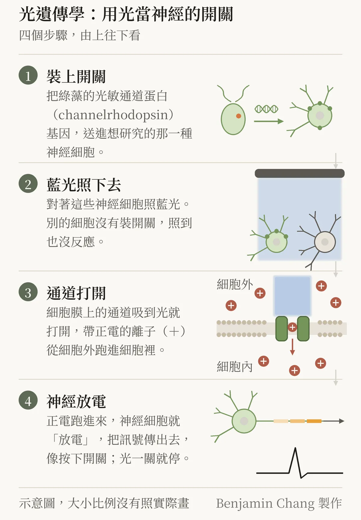 示意圖：光遺傳學的四個步驟，由上往下排。第一步，把綠藻的光敏通道蛋白基因送進想研究的那一種神經細胞；第二步，對著這些神經細胞照藍光，旁邊沒有裝開關的細胞照到也沒反應；第三步，細胞膜上的通道吸到光就打開，帶正電的離子從細胞外跑進細胞裡；第四步，神經細胞放電，把訊號傳出去，光一關就停。右下角註明 Benjamin Chang 製作。