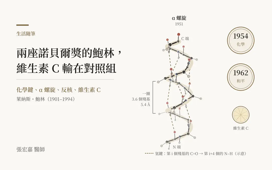 排版式封面：右側是一條蛋白質 α 螺旋的球棍示意圖，標註 1951、C 端與 N 端、每一圈 3.6 個殘基 5.4 埃，虛線是氫鍵；最右邊兩枚圓形獎章輪廓寫著 1954 化學、1962 和平，下方一片柑橘切片標註「維生素 C」。左側是標題「兩座諾貝爾獎的鮑林，維生素 C 輸在對照組」、副標「化學鍵、α 螺旋、反核、維生素 C」，左下署名張宏嘉醫師。畫面裡沒有人像、諾貝爾獎標誌或任何產品。