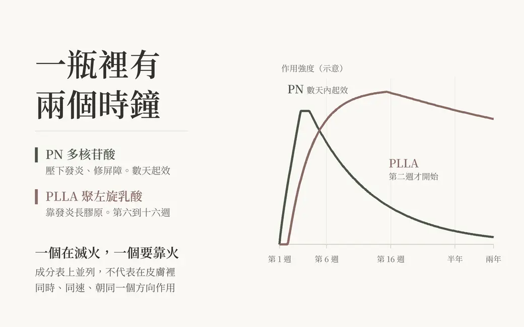 PLLA 與 PN 的作用時間軸對照：PN 在數天內起效、數週達高點；PLLA 第二週才開始、第六到十六週成熟，尾巴延續到兩年。