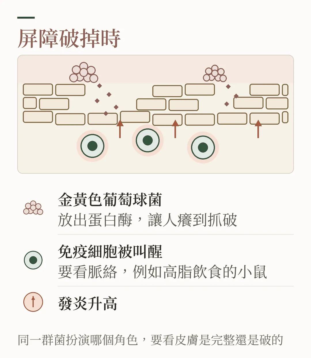 屏障破掉時：磚牆出現裂縫，金黃色葡萄球菌放出蛋白酶，讓人癢到抓破，底下免疫細胞被叫醒、發炎升高；圖說寫著同一群菌扮演哪個角色，要看皮膚是完整還是破的。