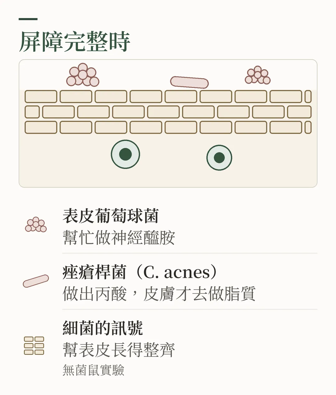 屏障完整時：磚牆排列整齊，表皮葡萄球菌與痤瘡桿菌待在表面，底下的免疫細胞安靜；圖說寫著細菌幫忙做神經醯胺、丙酸讓皮膚自己合成脂質、細菌的訊號幫表皮長得整齊，並標註無菌鼠實驗。