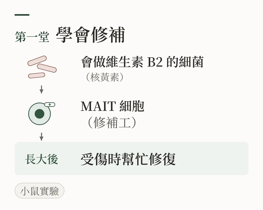第一堂：學會修補。會做維生素 B2（核黃素）的細菌往下把 MAIT 細胞訓練成修補工，長大後受傷時幫忙修復；圖上標註小鼠實驗。