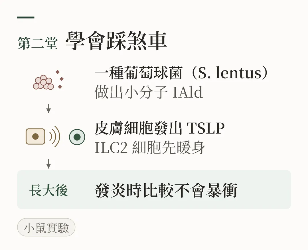 第二堂：學會踩煞車。一種葡萄球菌（S. lentus）做出小分子 IAld，皮膚細胞發出 TSLP，ILC2 細胞先暖身，長大後發炎時比較不會暴衝；圖上標註小鼠實驗。