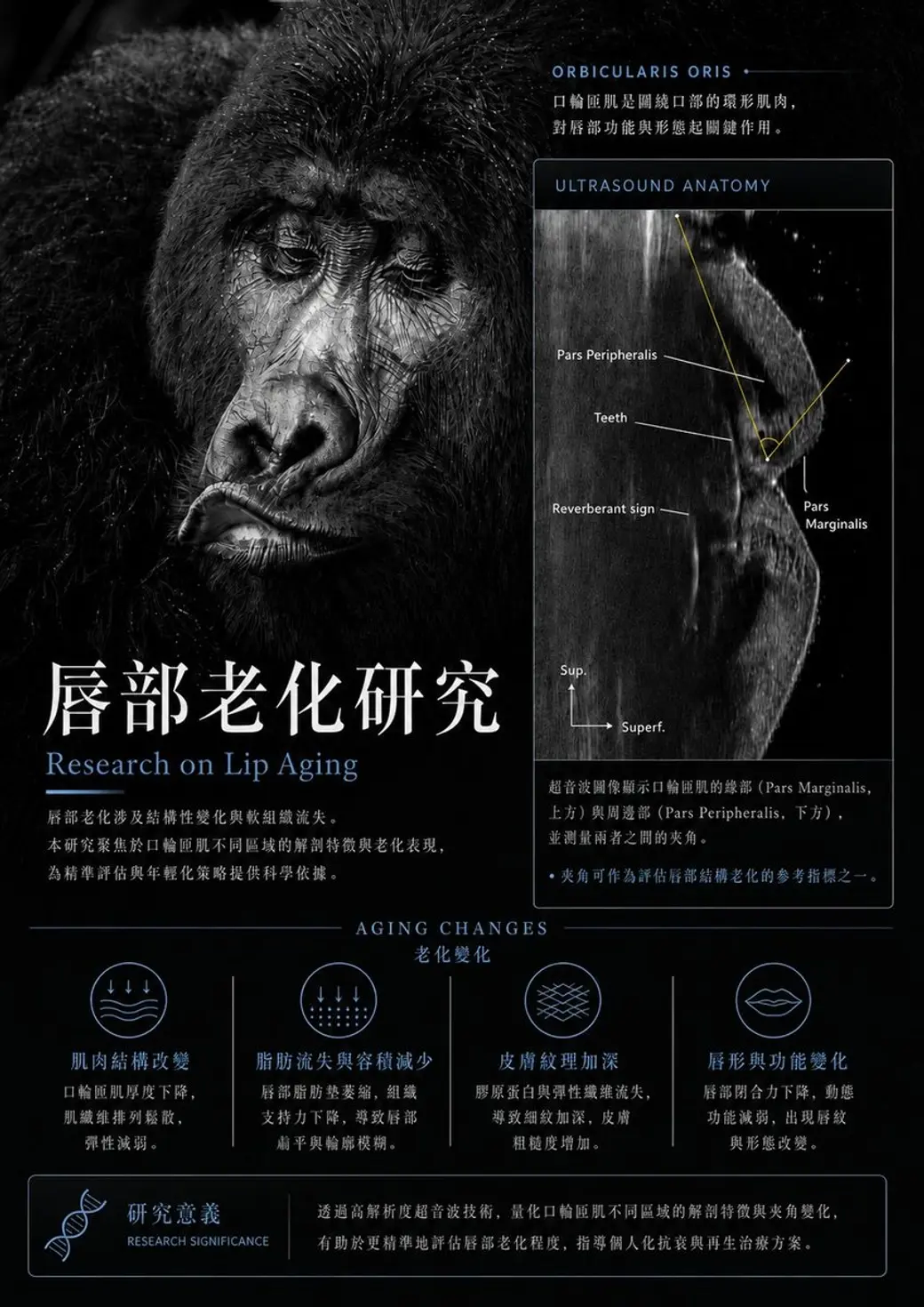 自製圖卡，深色底，左上是一隻大猩猩的黑白照片，右上是口輪匝肌的超音波影像與標示，下方以四個圖示列出肌肉結構改變、脂肪流失、皮膚紋理加深與唇形功能變化，最下方是研究意義的說明方塊。