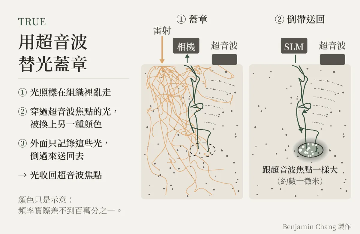 示意圖:左邊是標題「用超音波替光蓋章」與三個步驟:光照樣在組織裡亂走;穿過超音波焦點的光被換上另一種顏色;外面只記錄這些光,倒過來送回去,光收回超音波焦點。右邊兩格組織剖面。第一格「蓋章」:雷射從表面打進去,大多數光在組織裡亂走,表面的超音波探頭把聲波聚在深處一個小橢圓,只有少數穿過這個焦點的光變成綠色,回到表面被相機記錄。第二格「倒帶送回」:這幾條彎折的綠色路徑原路倒過來送回組織,光收回到超音波焦點;收回的焦點跟超音波焦點一樣大,約數十微米,裡面含好幾顆散斑。左下註明顏色只是示意,頻率實際只差不到百萬分之一;右下角註明 Benjamin Chang 製作。